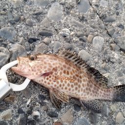 オオモンハタ
