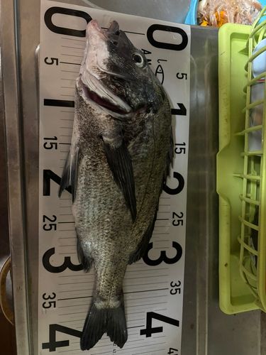 チヌの釣果
