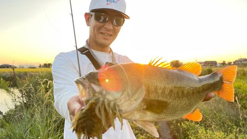 ブラックバスの釣果