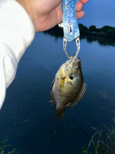 ブルーギルの釣果