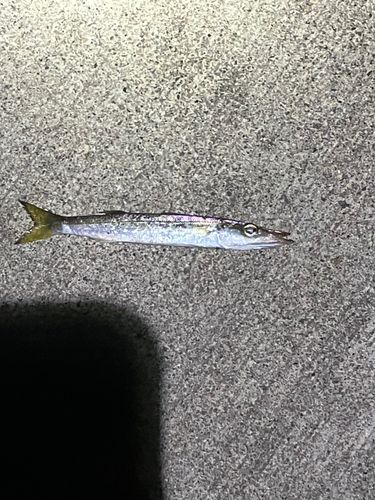 アカカマスの釣果