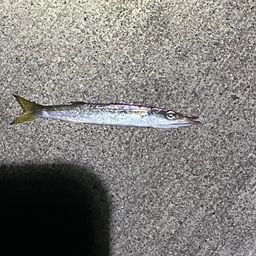 アカカマス