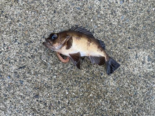 メバルの釣果