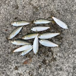 サッパ