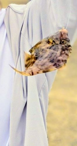 カワハギの釣果