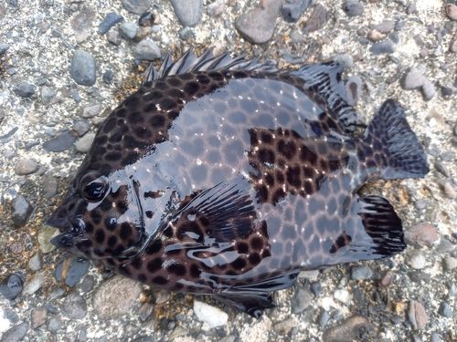 イシガキダイの釣果
