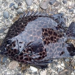 イシガキダイ