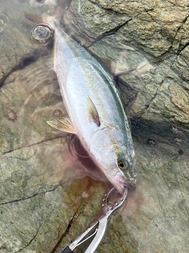 ヤズの釣果