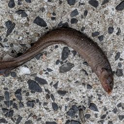 ダイナンギンポ