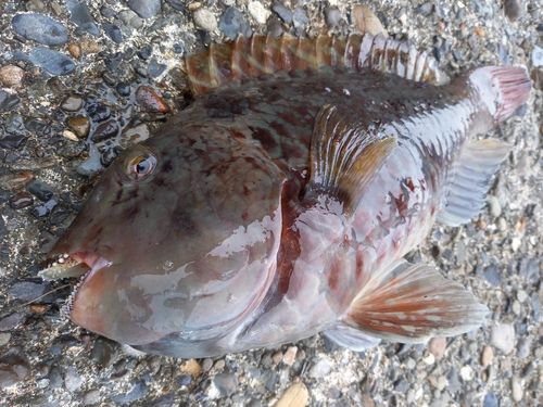 イガミの釣果