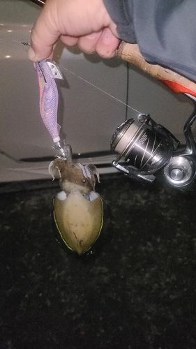 モンゴウイカの釣果