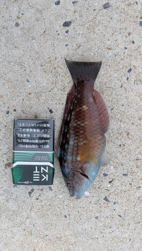 ホシササノハベラの釣果