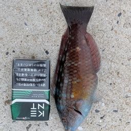 ホシササノハベラ