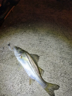 セイゴ（ヒラスズキ）の釣果