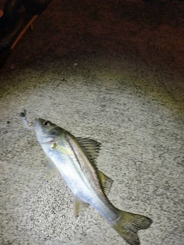 セイゴ（ヒラスズキ）の釣果