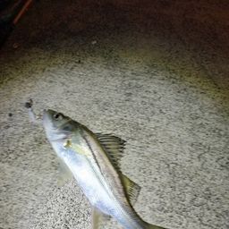 セイゴ（ヒラスズキ）