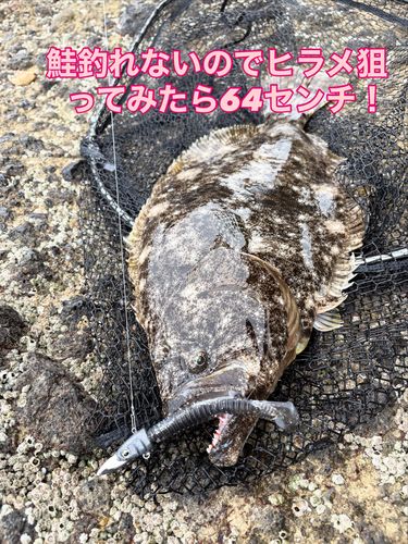ヒラメの釣果