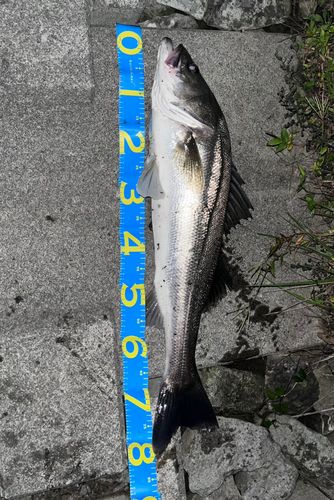 シーバスの釣果