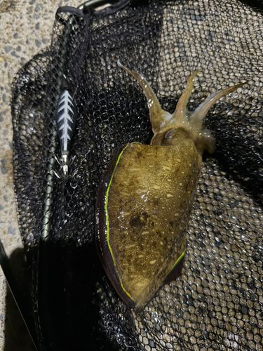 モンゴウイカの釣果