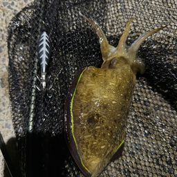 モンゴウイカ