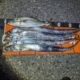 タチウオ
