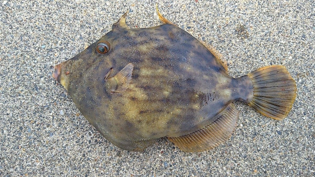 カワハギ