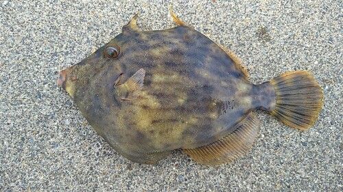 カワハギの釣果