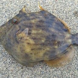 カワハギ