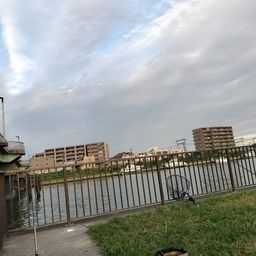 アメリカンキャットフィッシュ