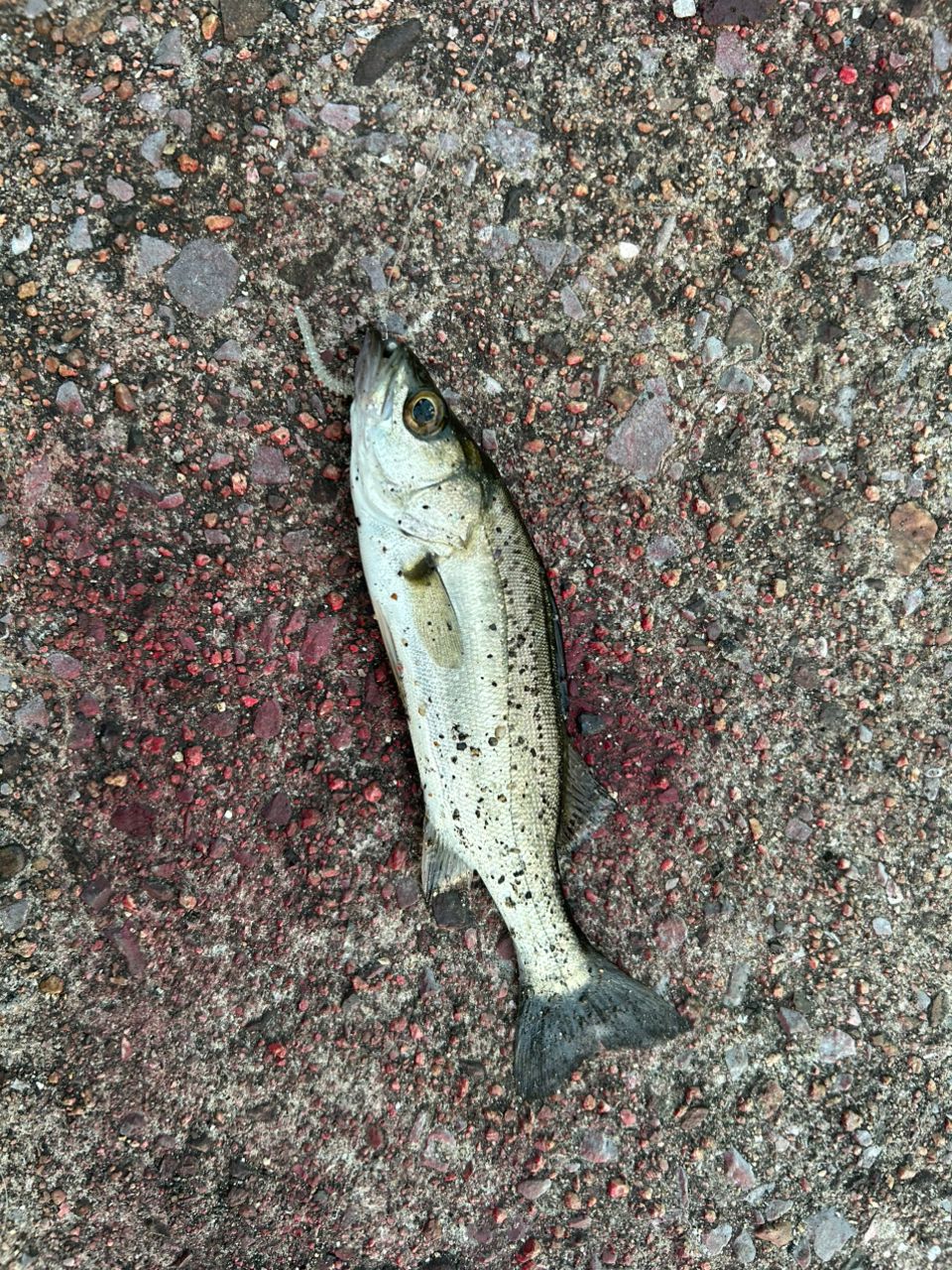 セイゴ（タイリクスズキ）