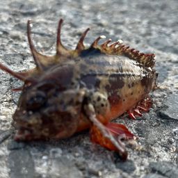 カワハギ
