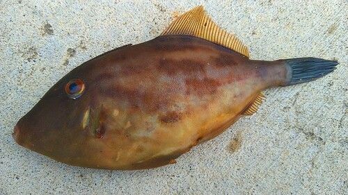 ウマヅラハギの釣果