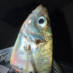 アジ