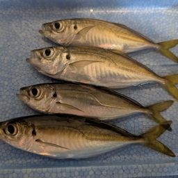 アジ
