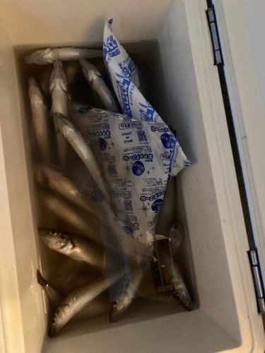 シロギスの釣果