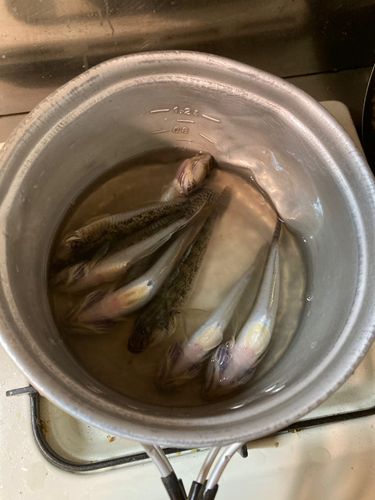 マハゼの釣果