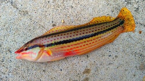 キュウセンの釣果