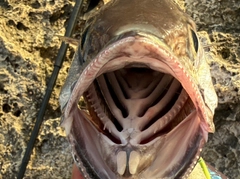 イソマグロの釣果