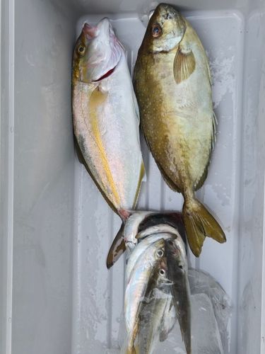 ショゴの釣果
