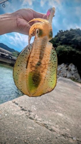 周防大島（屋代島）