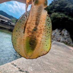 アオリイカ