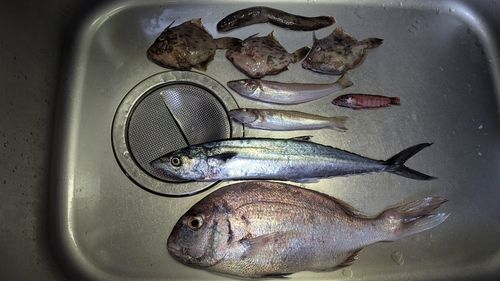 キスの釣果