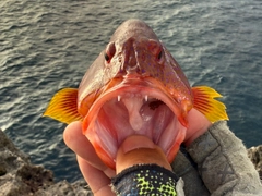 バラハタの釣果