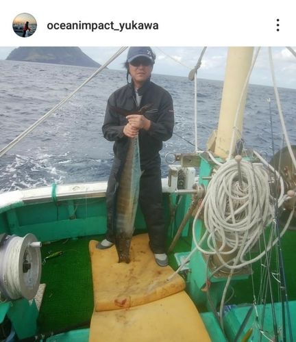 カマスサワラの釣果