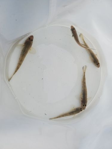 今津湾