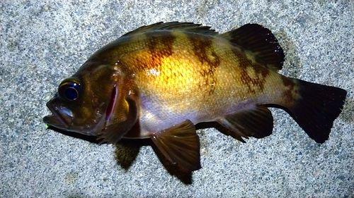 メバルの釣果