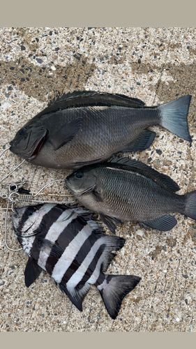 サンバソウの釣果