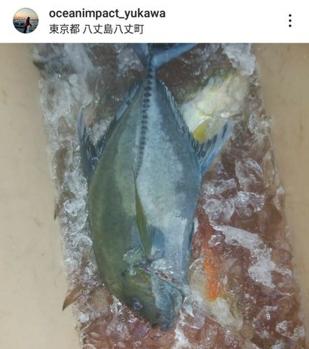 クロヒラアジの釣果