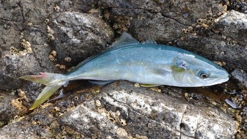 ワカシの釣果