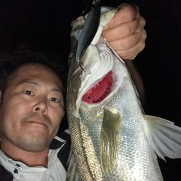 シーバス